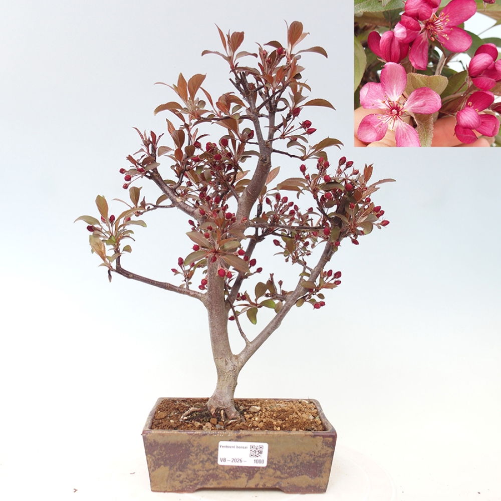 Bonsai voor buiten -Malus domestica - Roodbladige appelboom met kleine vruchten