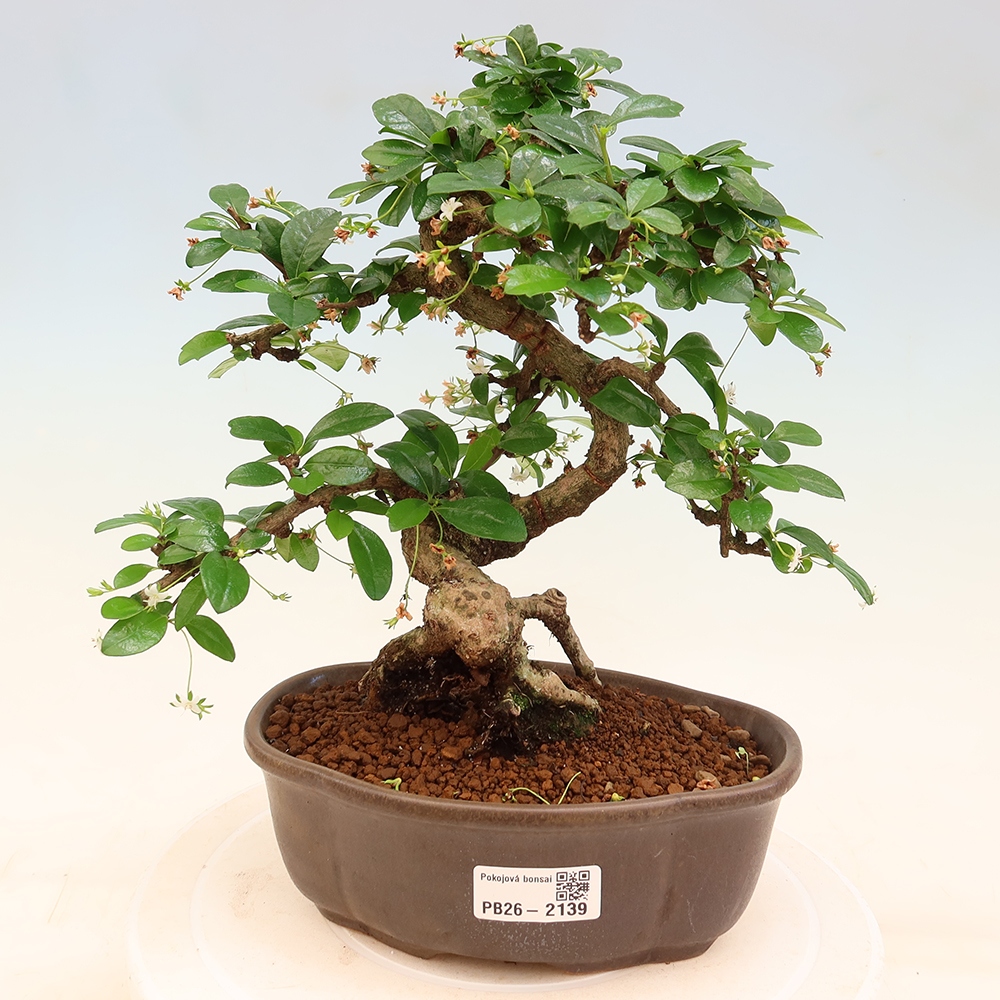 Kamerbonsai - Carmona macrophylla - Thee fuki