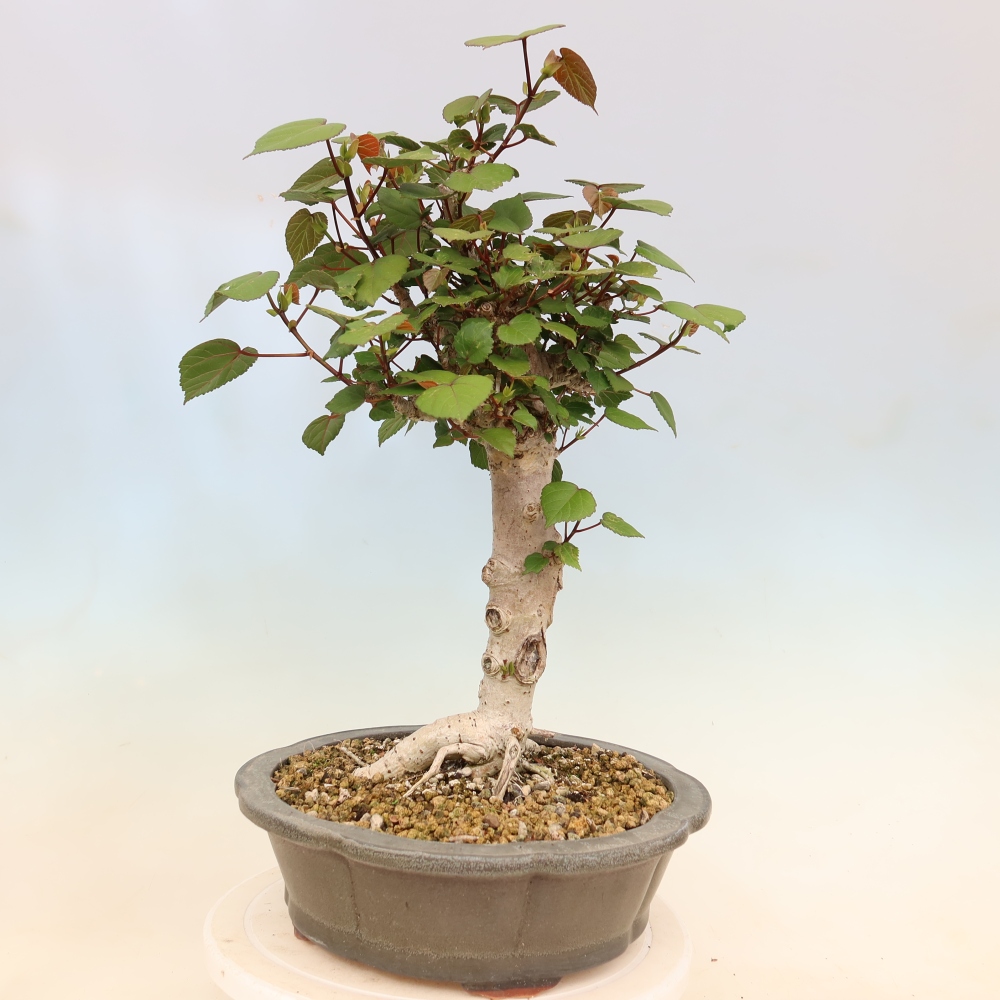 Bonsai voor binnen - Hibiscus tiliaceus - Zee Hibiscus