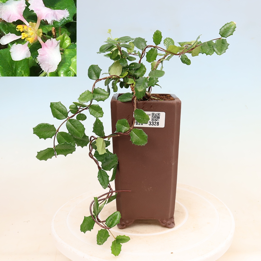 Kamerbonsai - Barbados-kers (Malpighia coccigera)