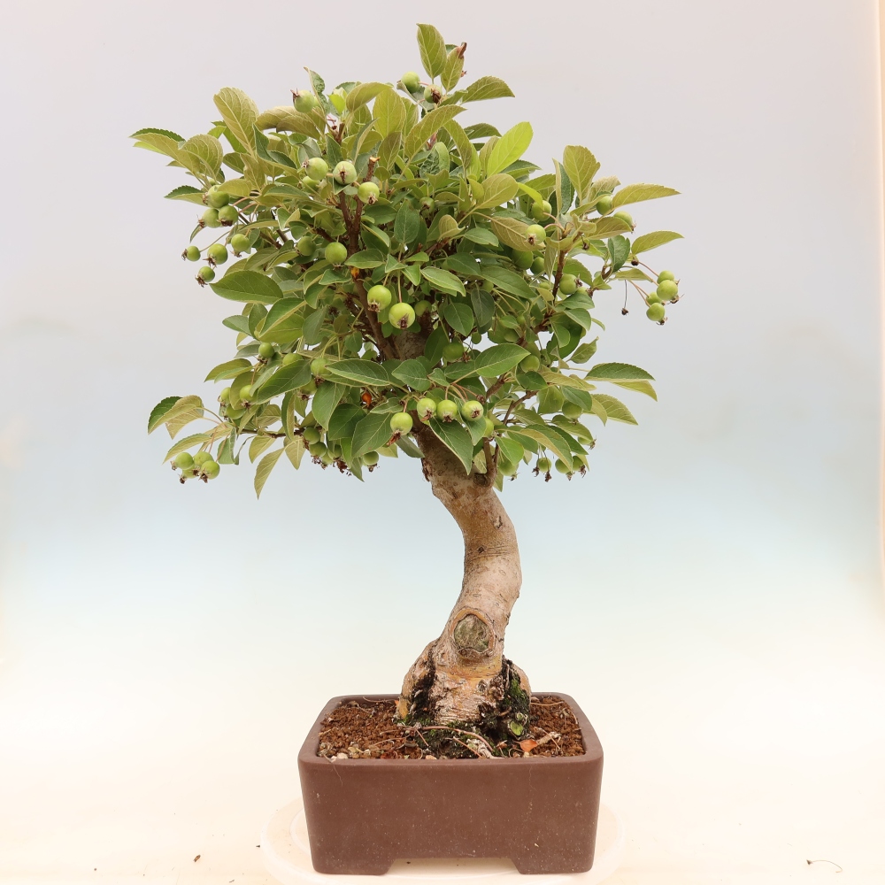 Bonsai voor buiten -Malus halliana - Appelboom met kleine vruchten