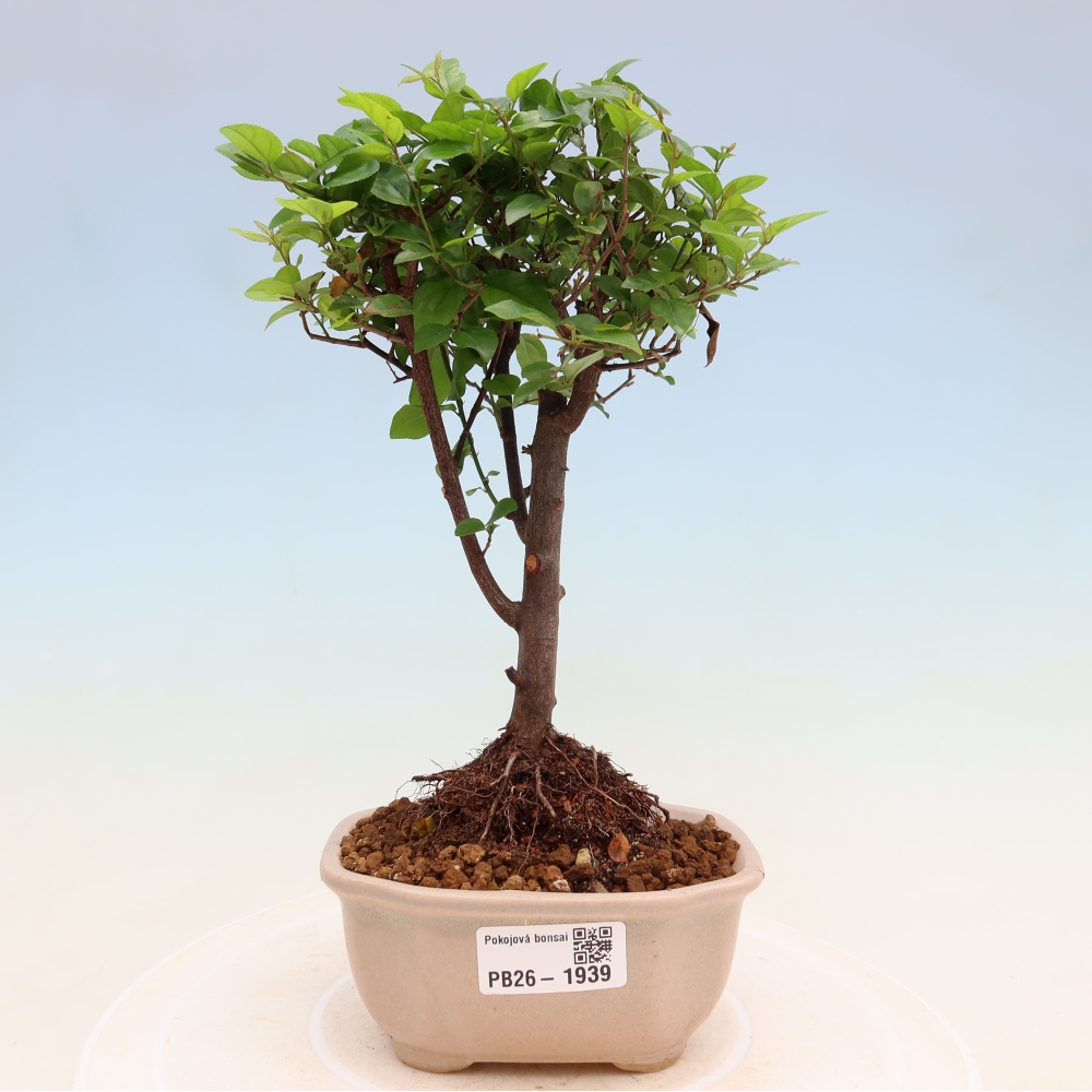 Kamerbonsai - Sageretia thea - Sageretia thea