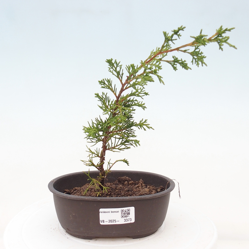 Bonsai voor buiten - Juniperus chinensis Itoigawa