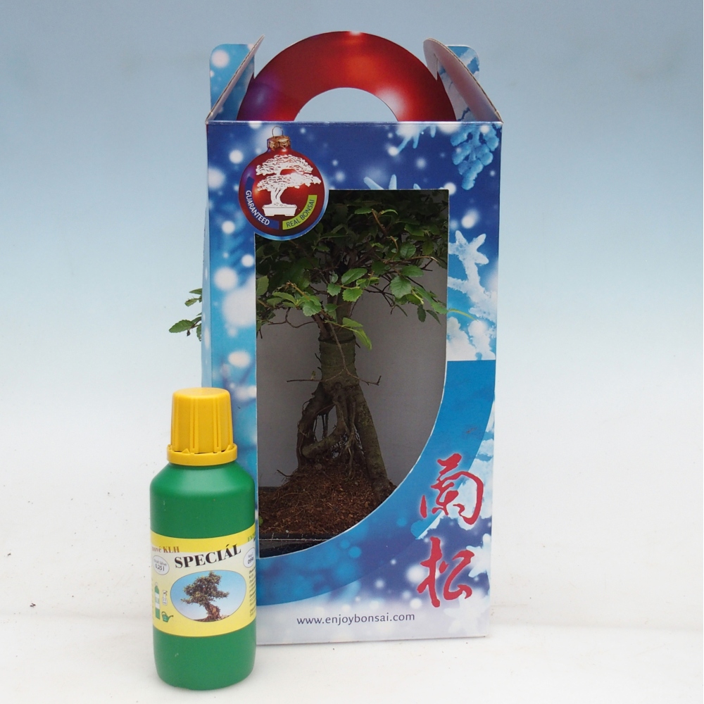 Ulmus parvifolia - Chinese iep