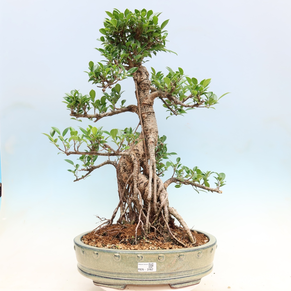 Kamerbonsai - Ficus kimmen - kleinbladige ficus