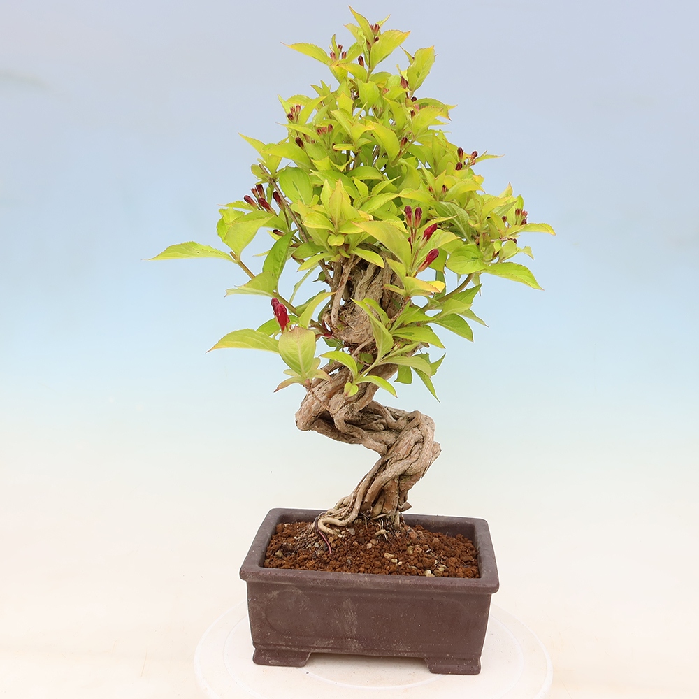 Buitenbonsai - Weigela subsessilis - Koreaanse weigela