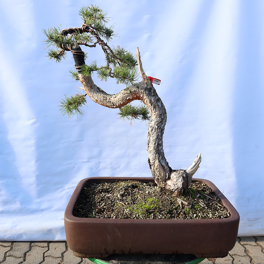Pinus sylvestris Spanje - grove den