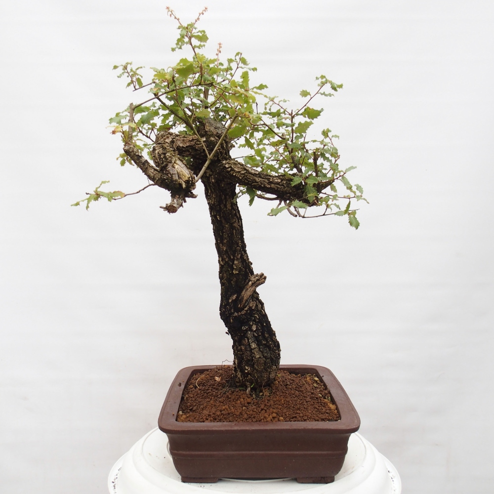 Yamadori - Quercus Ilex -Oakhulst