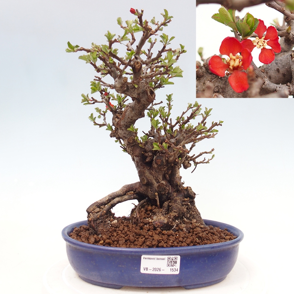 Bonsai voor buiten - Chaneomeles speciosa - Kweepeer