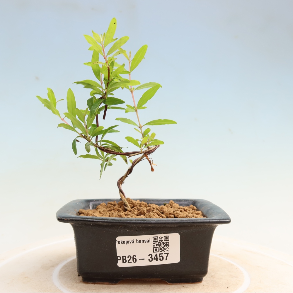Kamerbonsai-PUNICA granatum nana-Granaatappel
