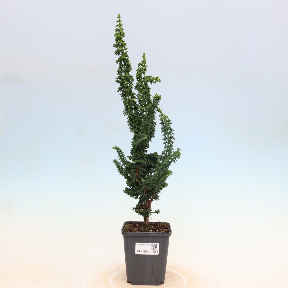 Bonsai voor buiten - Cham. obtusa SEKKA HINOKI - Cipres