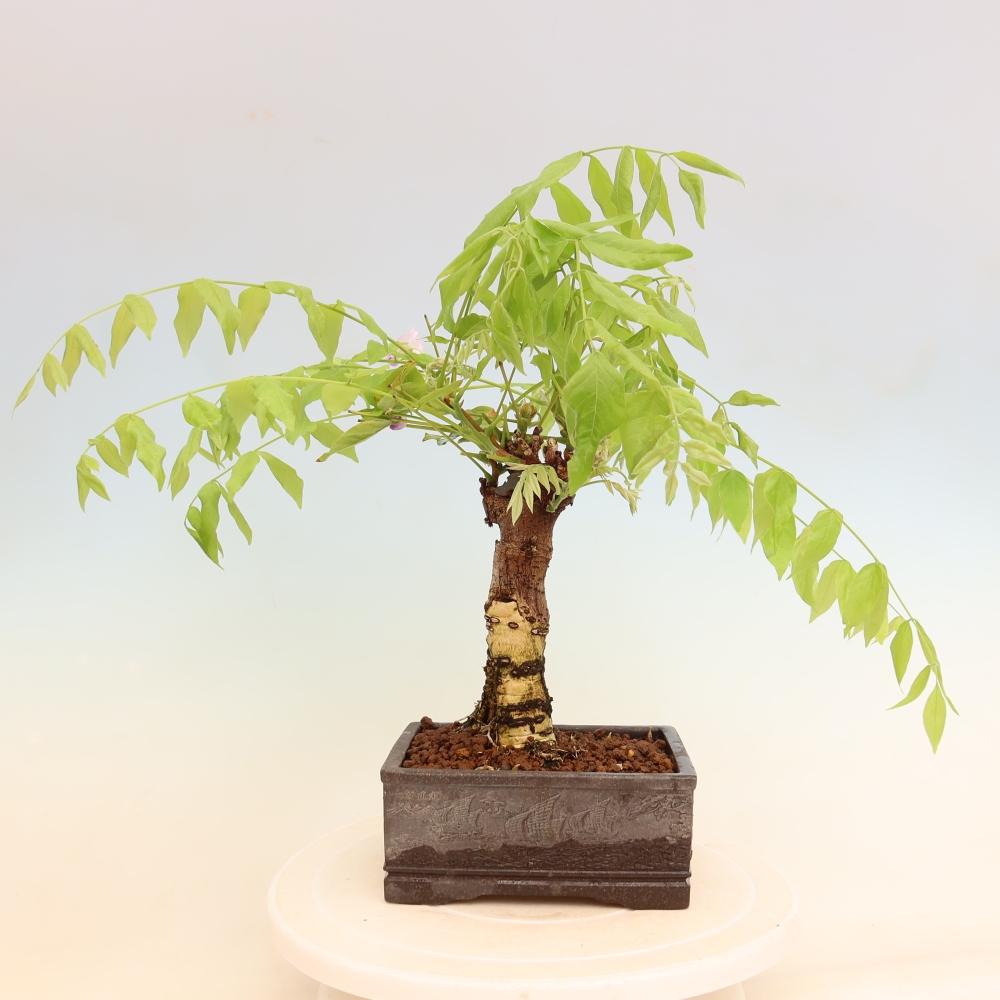Bonsai voor buiten - Wisteria floribunda