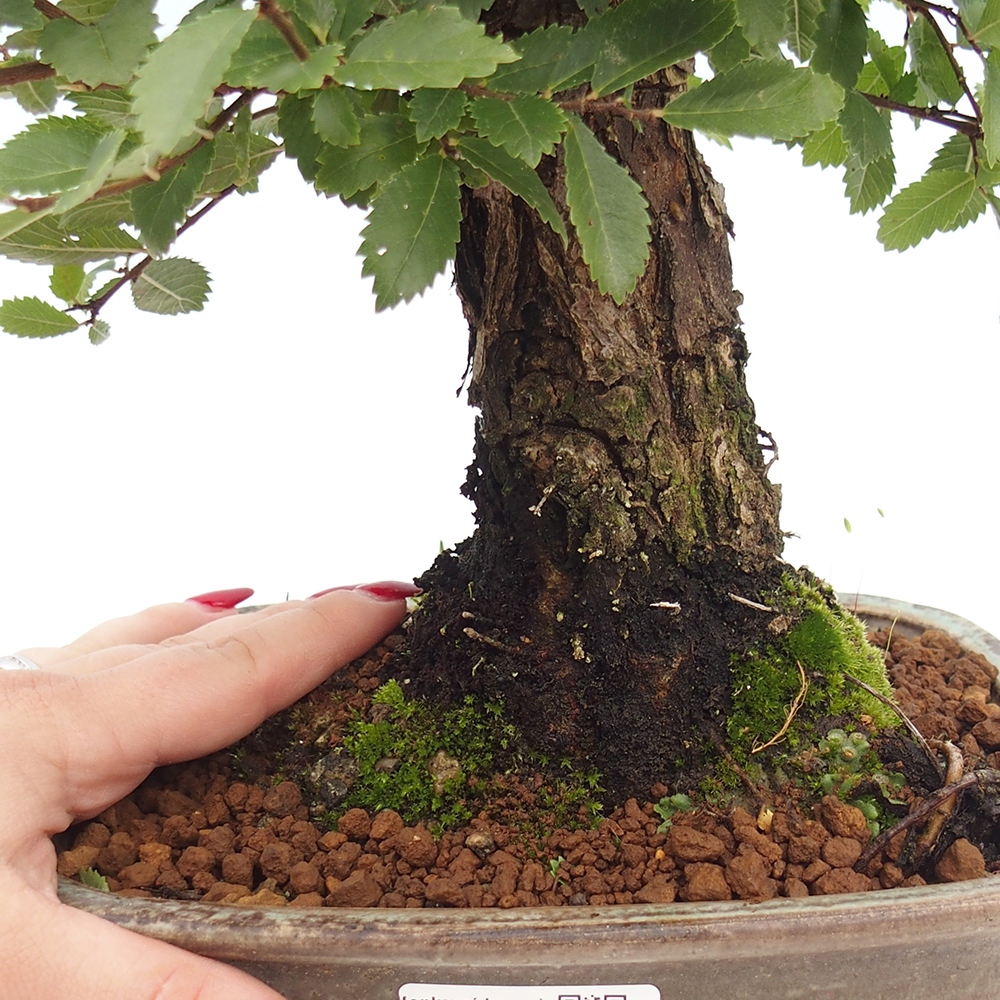 Bonsai voor buiten - Zelkova - Zelkova NIRE