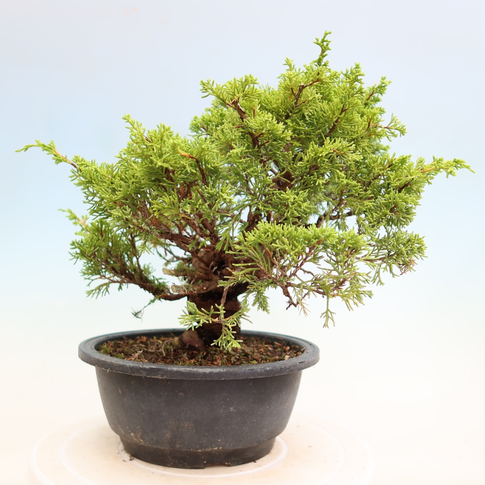 Bonsai voor buiten - Juniperus chinensis Itoigawa-Juniperus chinensis