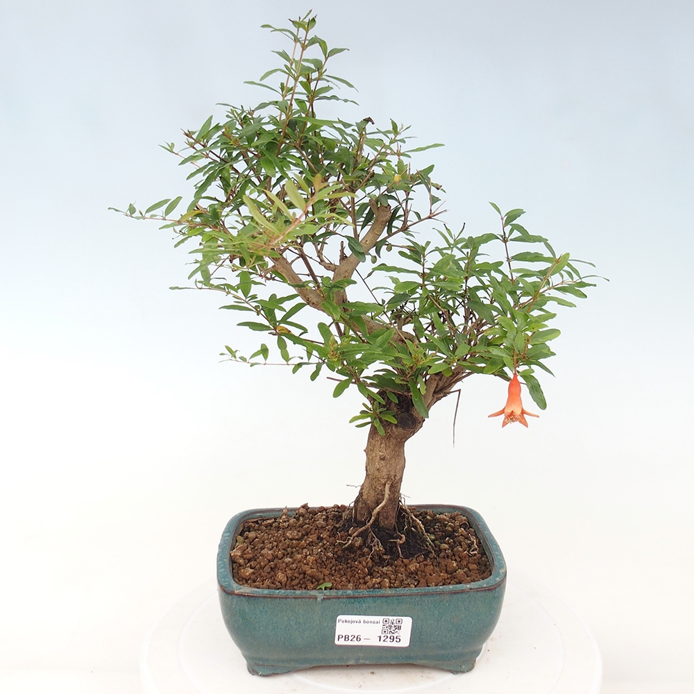 Kamerbonsai-PUNICA granatum nana-Granaatappel