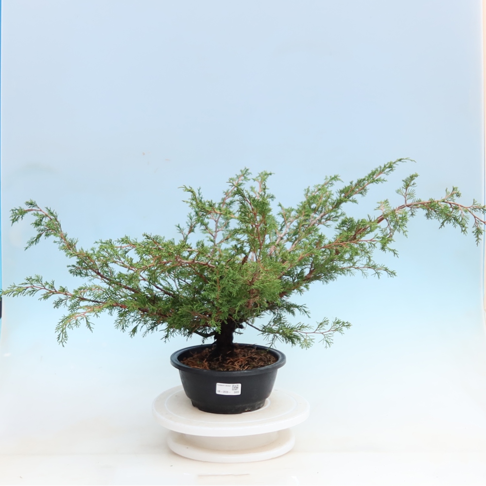 Bonsai voor buiten - Juniperus chinensis Itoigawa - Chinese jeneverbes