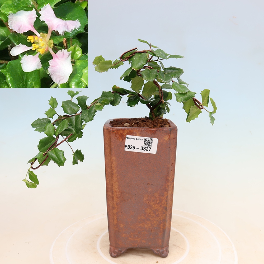 Kamerbonsai - Barbados-kers (Malpighia coccigera)