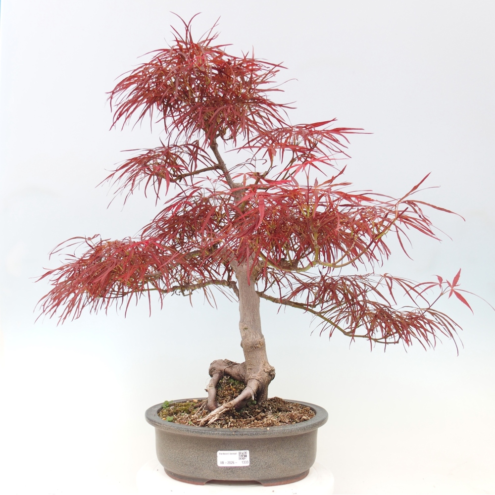 Bonsai voor buiten - Acer palmatum RED PYGMY