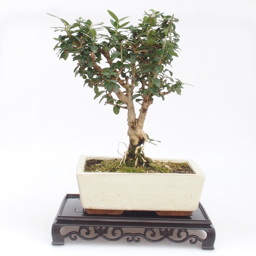 Bonsai tafel plastic rechthoek 22 x 14 x 4 cm, zwart