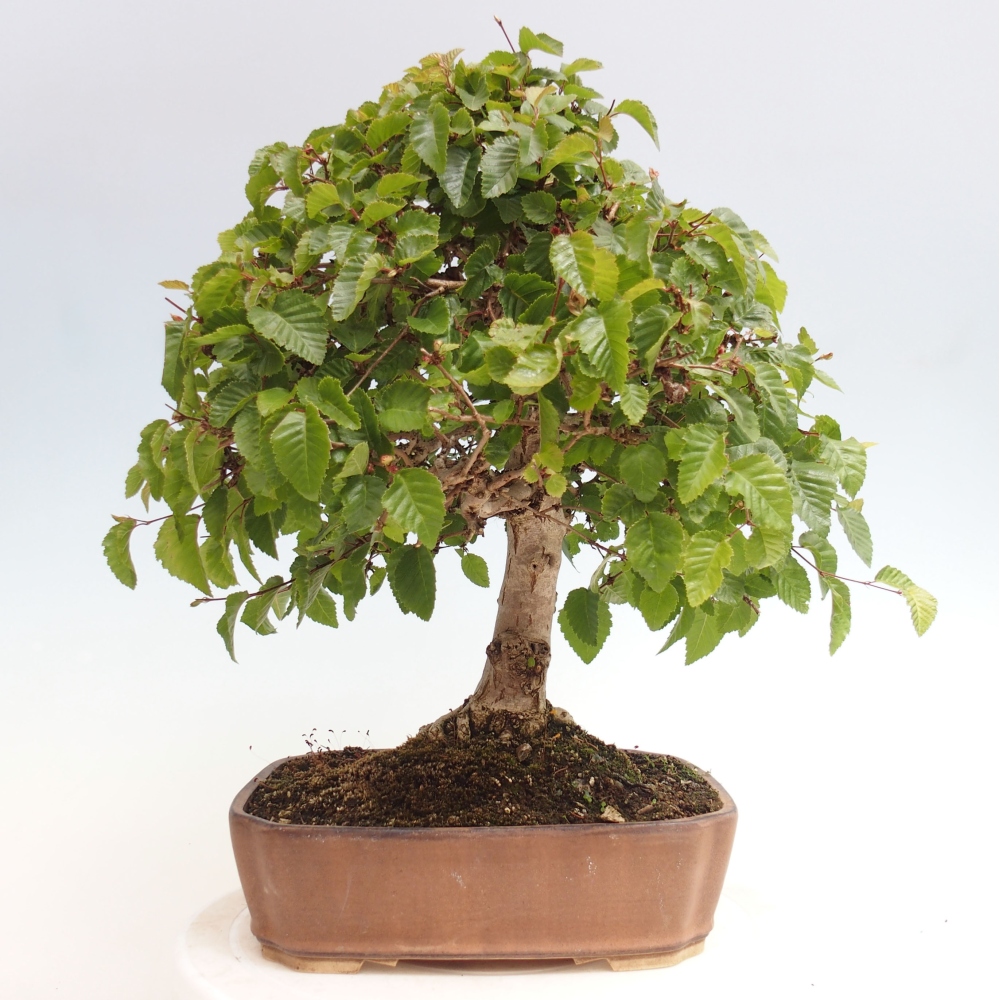 Bonsai voor buiten -Carpinus CARPINOIDES - Koreaanse haagbeuk