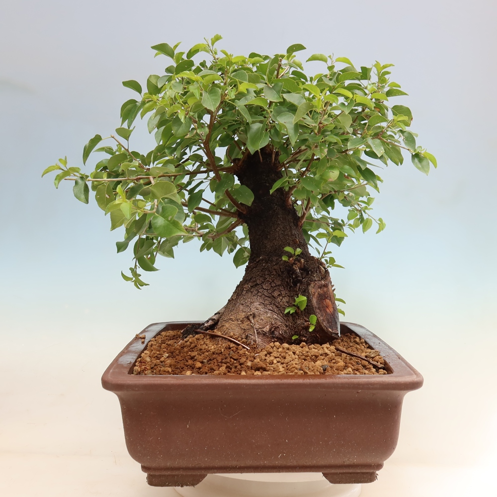 Bonsai voor buiten - Mahalebka - Prunus mahaleb