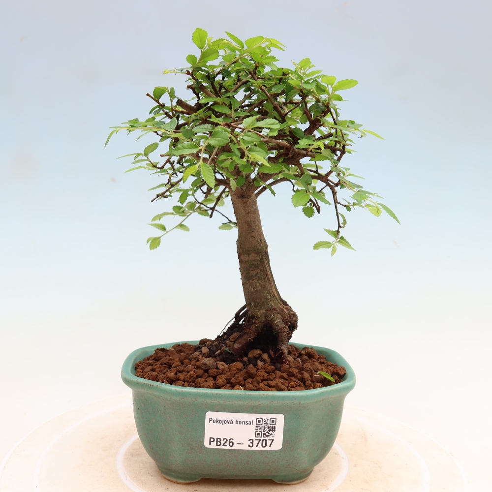 Kamerbonsai - Ulmus parvifolia - Winteriep