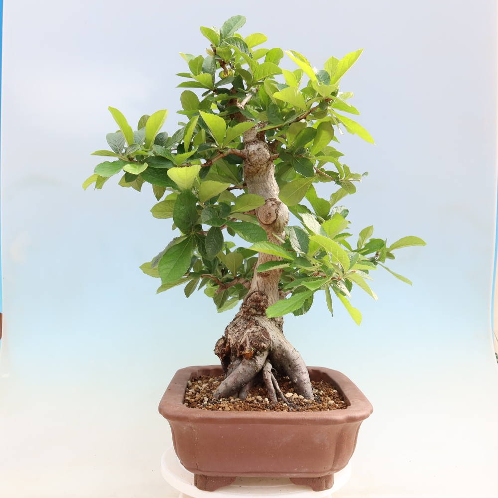 Bonsai voor buiten - Photinia villosa