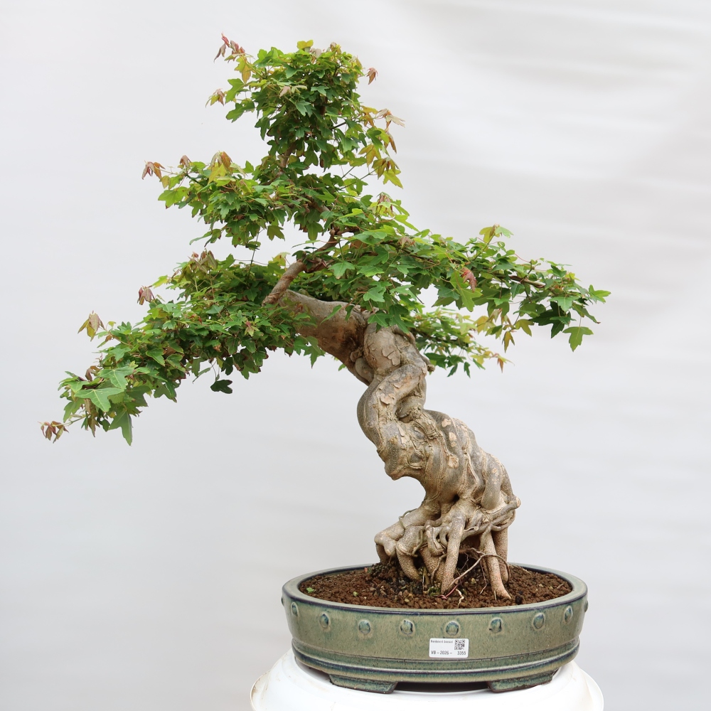 Bonsai voor buiten - Esdoorn Burger - Acer Burgerianum