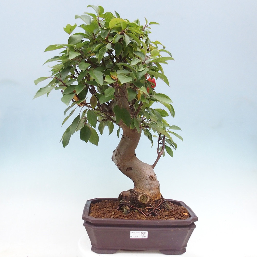 Bonsai voor buiten -Malus halliana - Appelboom met kleine vruchten