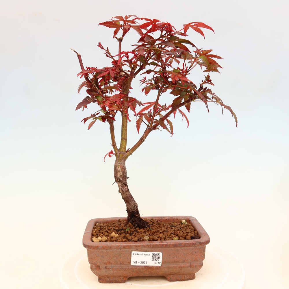 Buitenbonsai - Palmbladige esdoorn  - Acer palmatum Berry Broom 