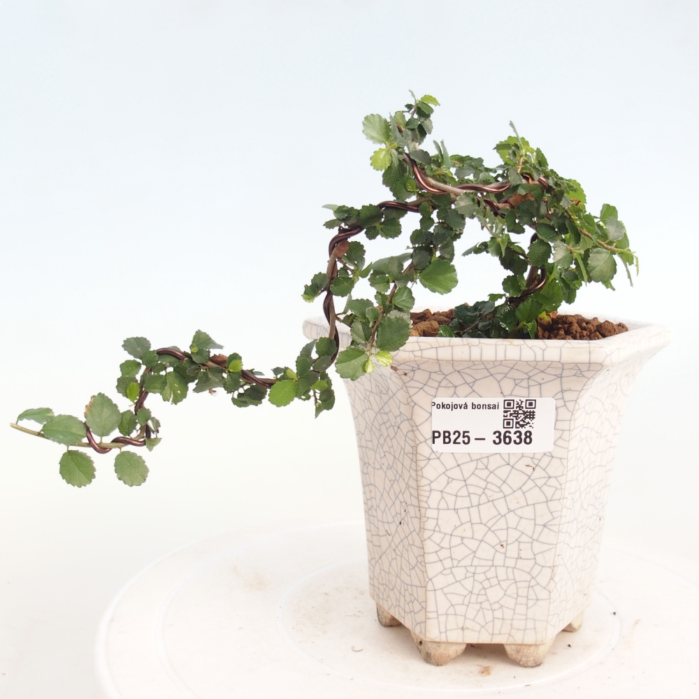 Kamerbonsai - Grewia sp. - Grewia malafolia