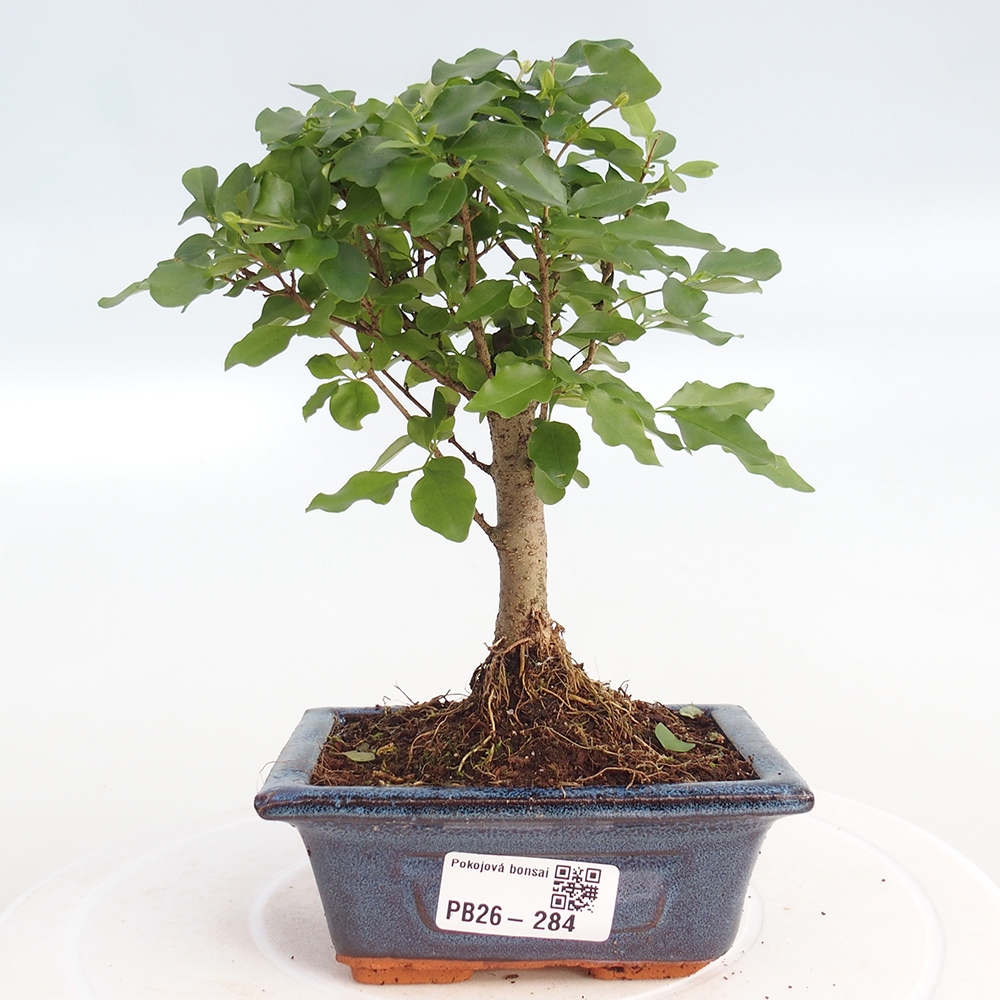 Kamerbonsai -Ligustrum chinensis - Vogelsnavel