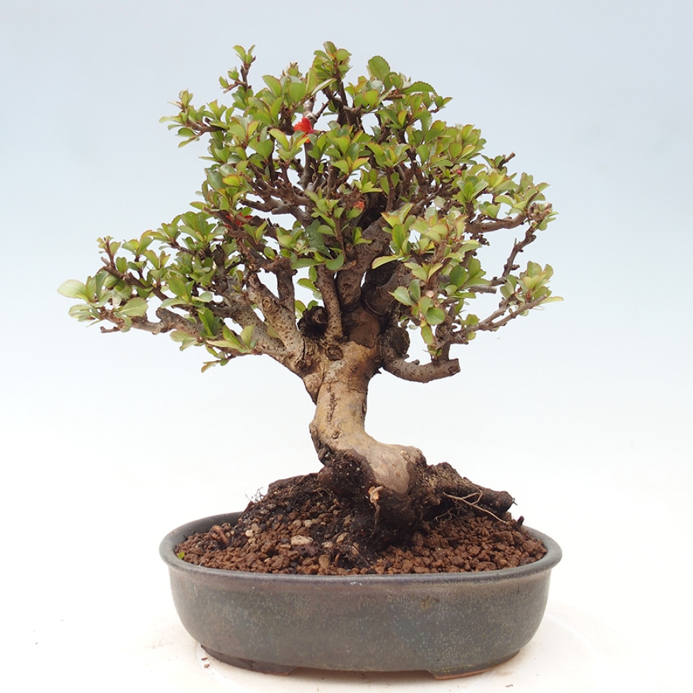 Bonsai voor buiten - Chaneomeles speciosa - Kweepeer