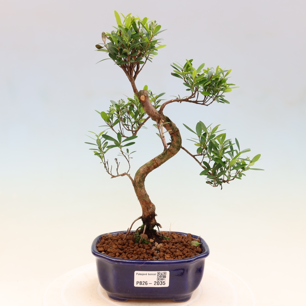 Kamerbonsai - Syzygium - Pimento