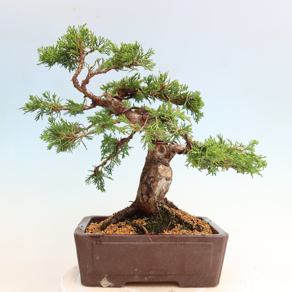 Bonsai voor buiten - Juniperus chinensis Itoigawa-Juniperus chinensis