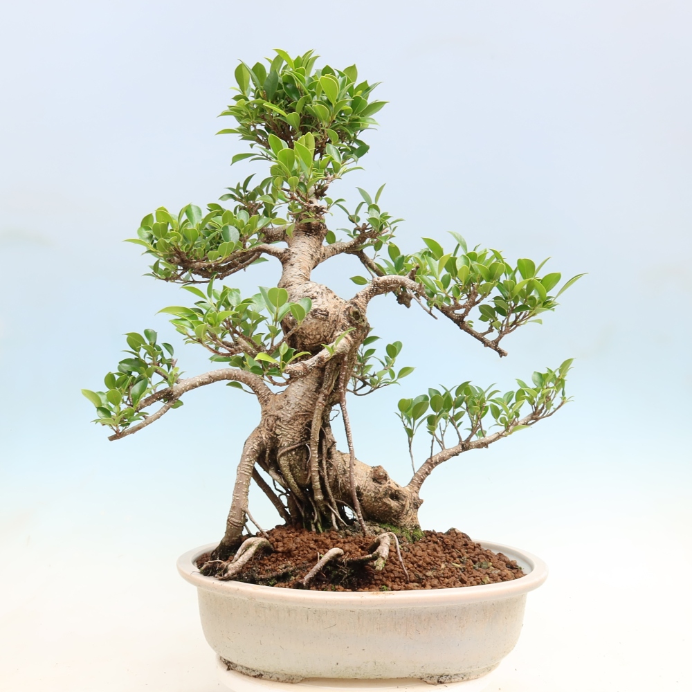 Kamerbonsai - Ficus kimmen - kleinbladige ficus