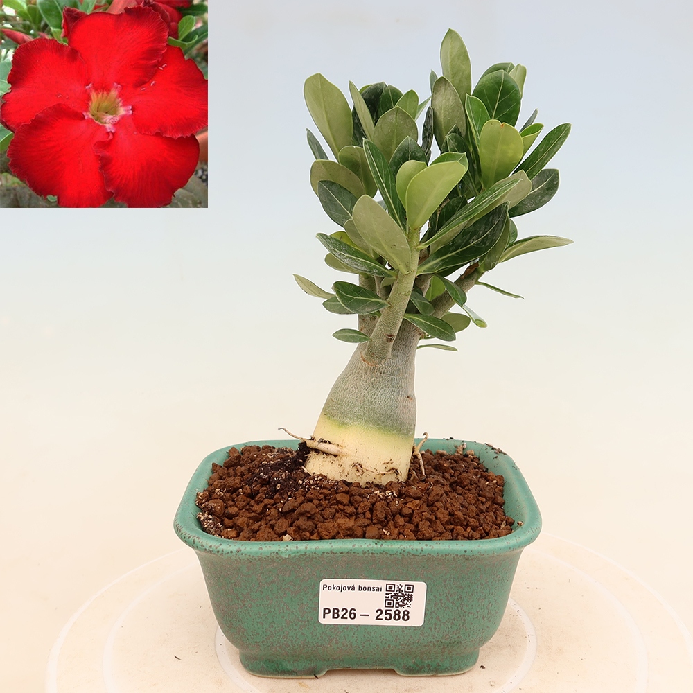 Kamerbonsai - Adenium obesum Red Star - Woestijnroos