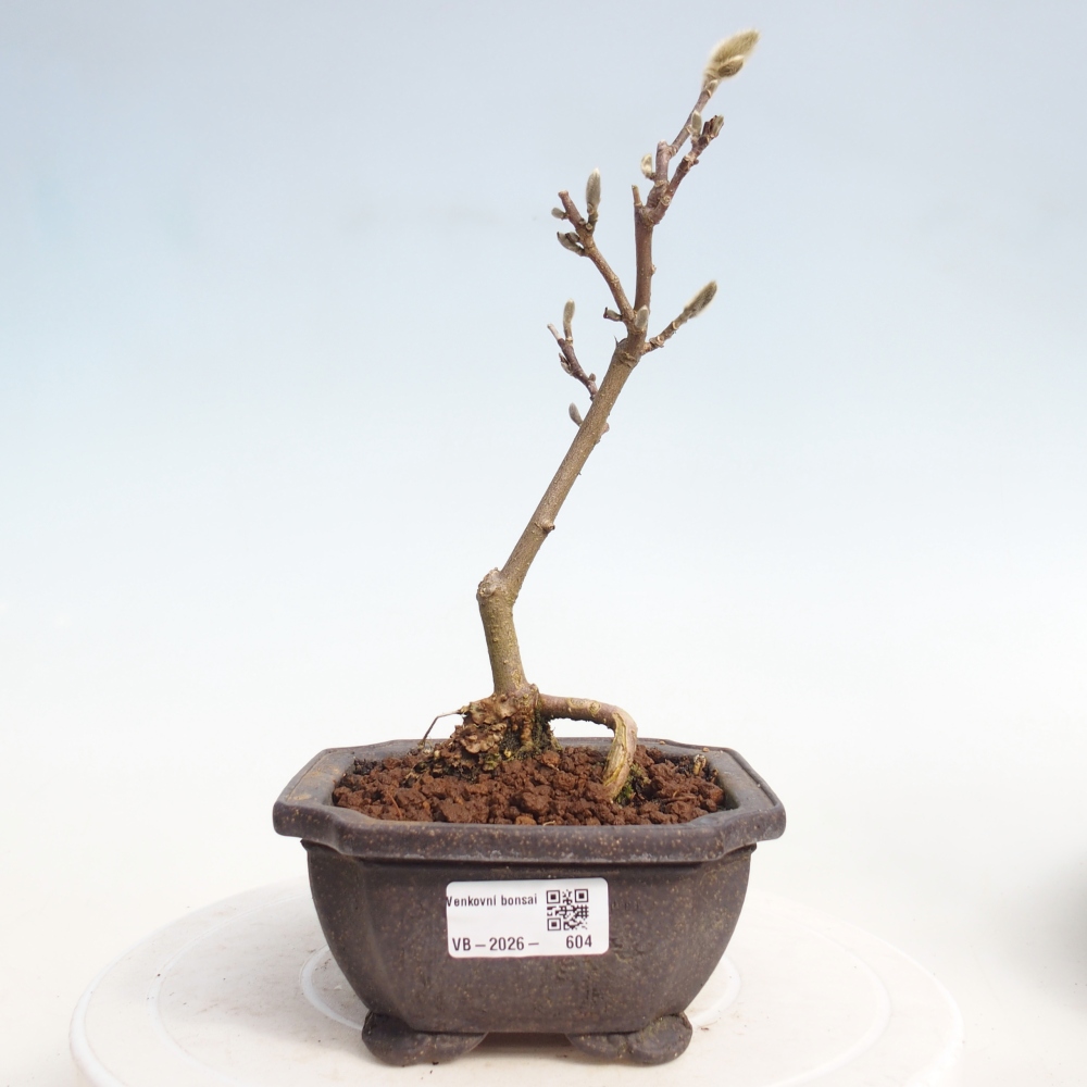Bonsai voor buiten - Magnolia stellata