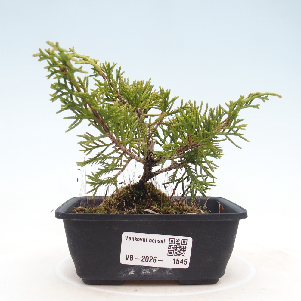 Bonsai voor buiten - Juniperus chinensis Itoigawa