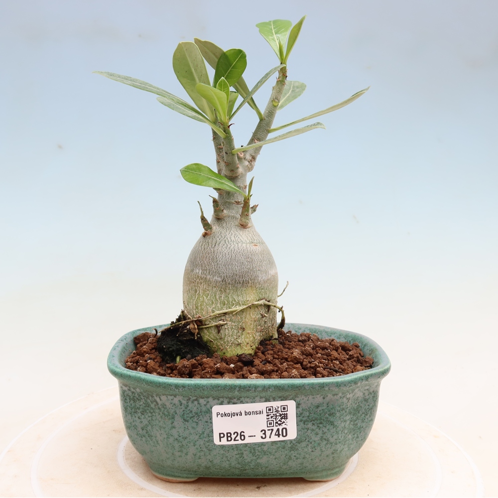 Kamerbonsai - Adenium obesum Red Star - Woestijnroos