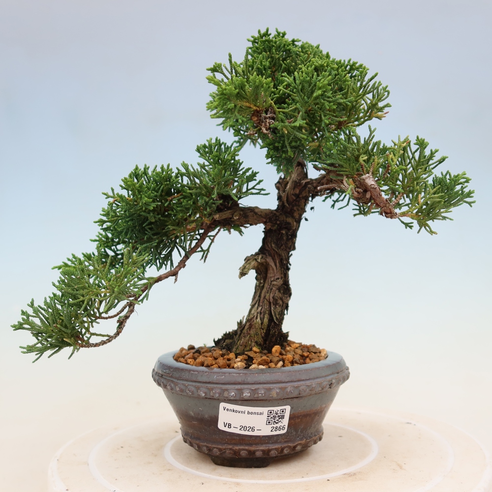 Bonsai voor buiten - Juniperus chinensis Kishu