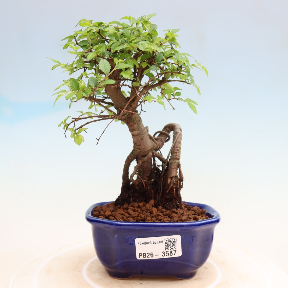 Kamerbonsai - Ulmus parvifolia - Winteriep