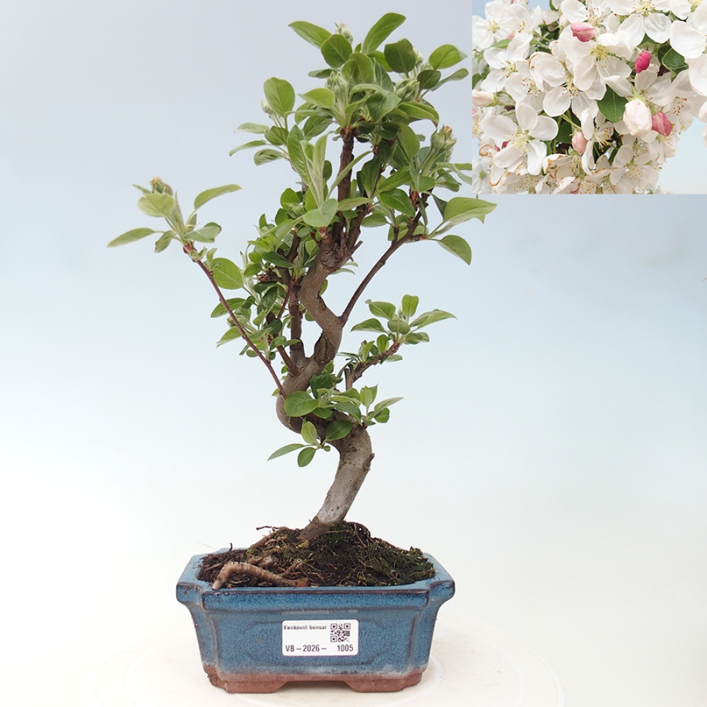 Bonsai voor buiten -Malus halliana - Appelboom met kleine vruchten
