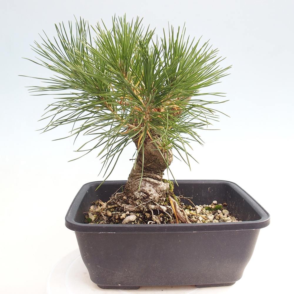 Bonsai voor buiten - Pinus thunbergii - Thunberg den