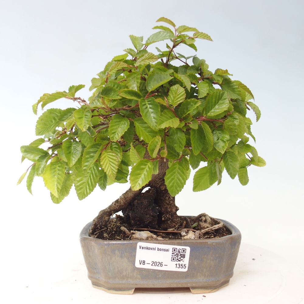 Bonsai voor buiten -Carpinus CARPINOIDES - Koreaanse haagbeuk
