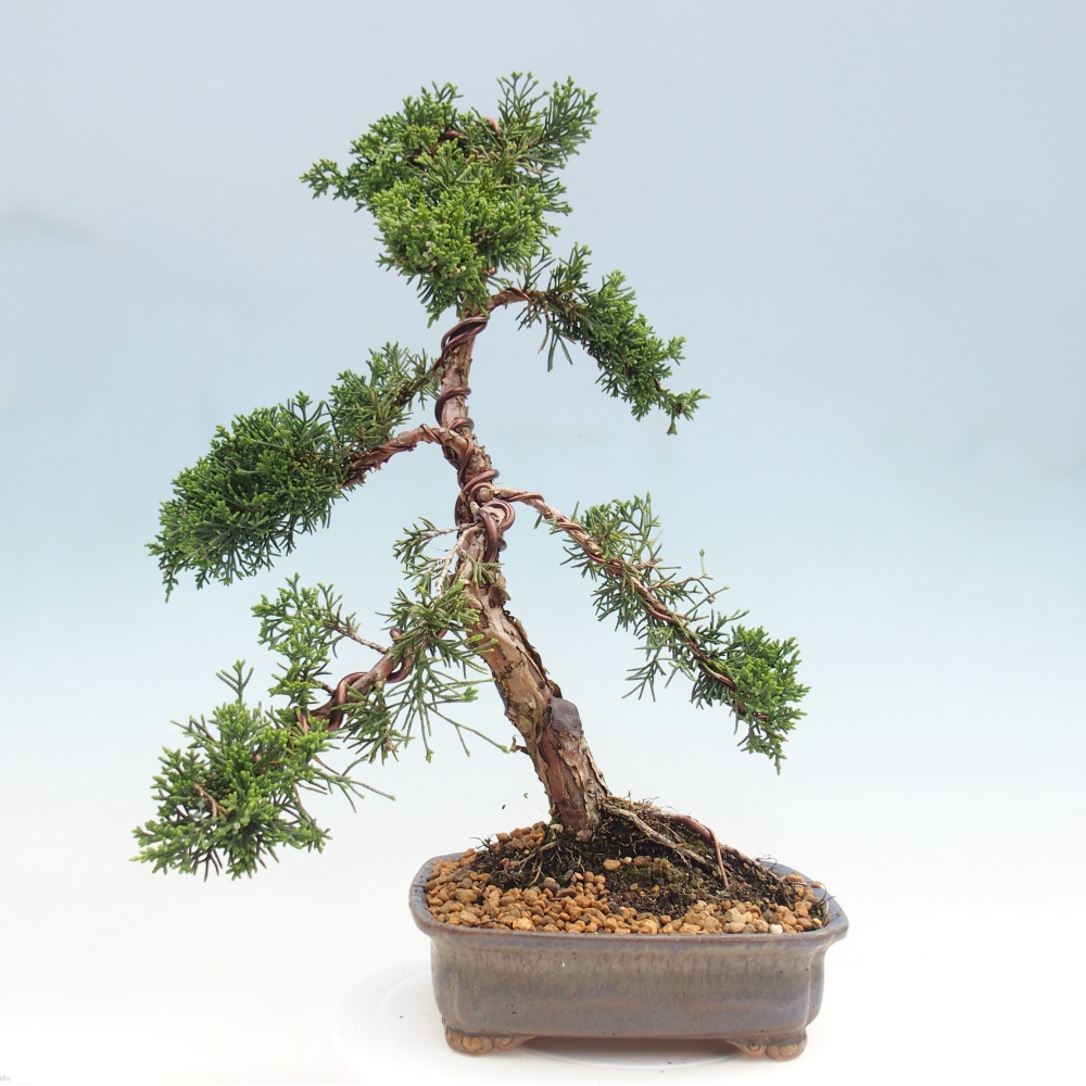Bonsai voor buiten - Juniperus chinensis Kishu