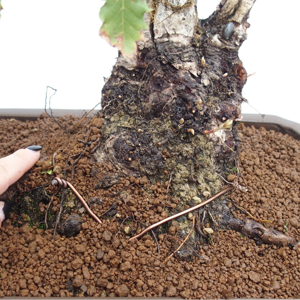 Yamadori - Quercus Ilex -Oakhulst