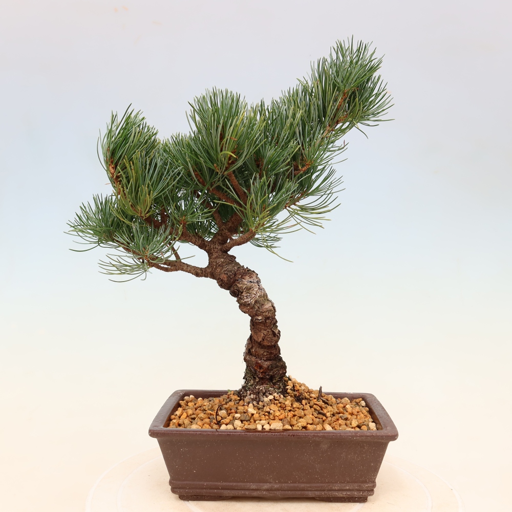 Bonsai voor buiten - Pinus parviflora - Pinus parviflora