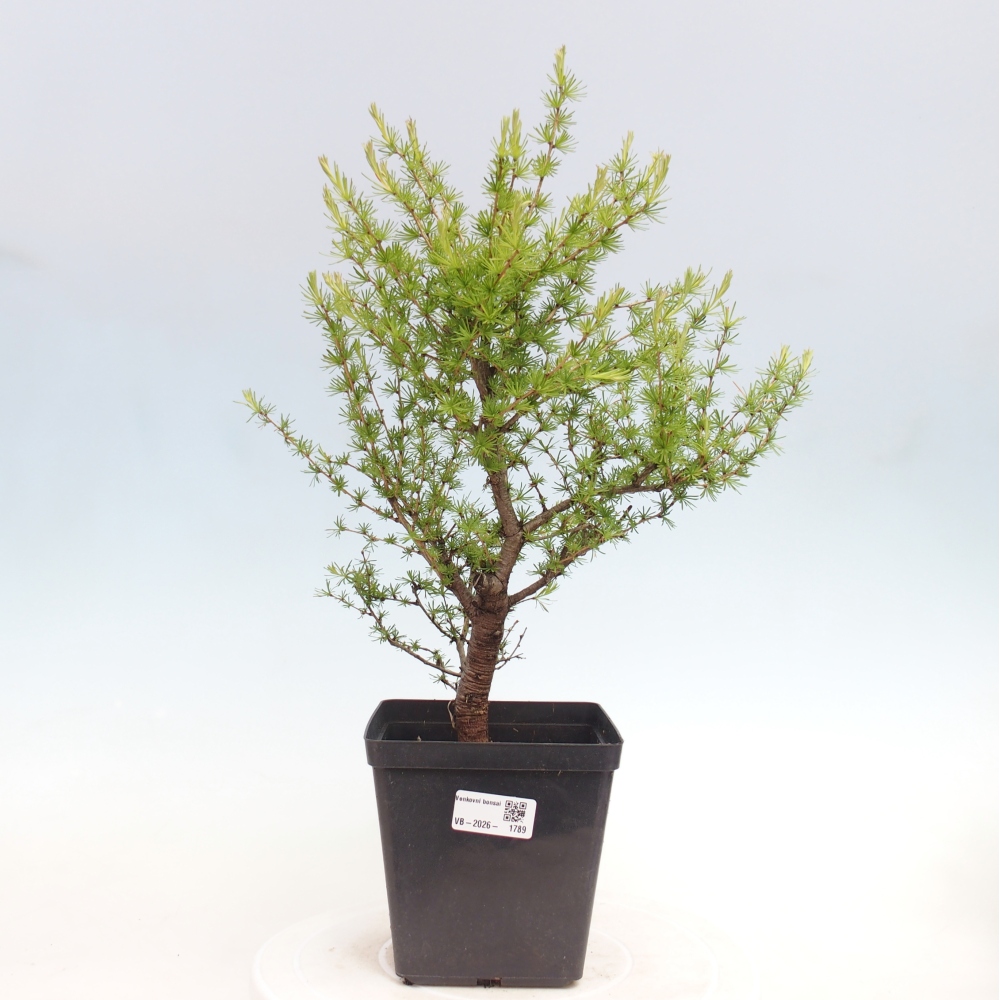 Bonsai voor buiten -Larix decidua - Lariks
