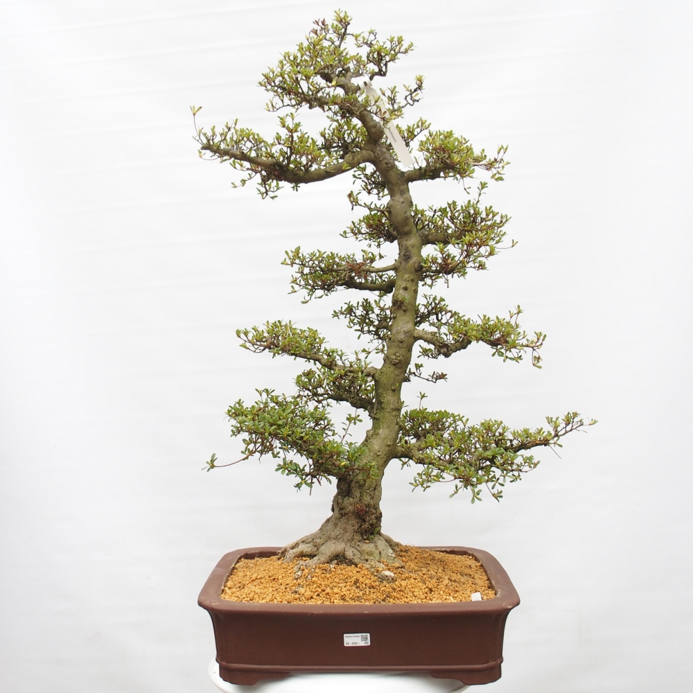 Bonsai voor buiten - Japanse Azalea - Azalea Tochizumi